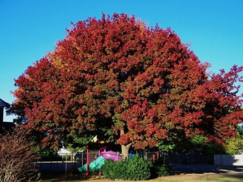 Дуб красный / Quercus rubra