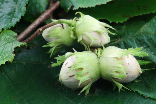 Фундук "Северный 42"