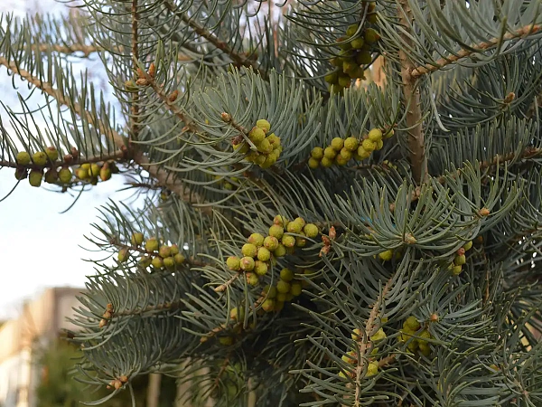 Пихта одноцветная Glauca Horstmann (Глаука Хорстманн) пыльники - мужские шишки