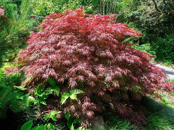 Клен дланевидный Crimson Queen (Кримсан Куин)