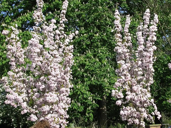 Вишня мелкопильчатая Amanogawa (Аманогава)
