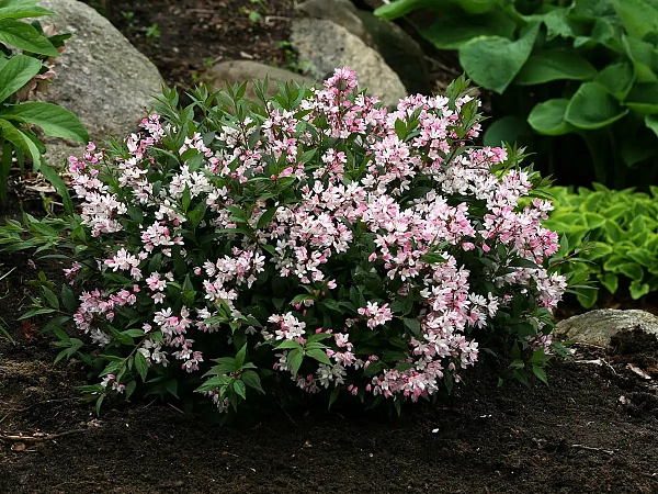 Дейция гибридная Cherry Blossom (Черри Блоссом) в посадке