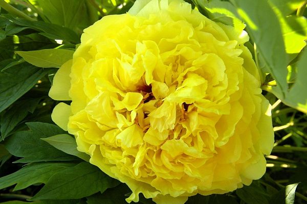 Пион гибридный Yellow Crown (Еллоу Краун)