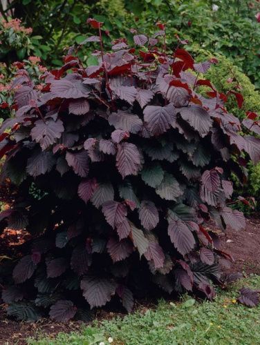 Лещина обыкновенная "Purpurea" (Пурпурея)