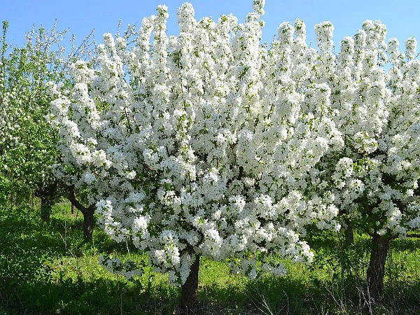 Яблоня гибридная Dabo (Дабо) крупномер