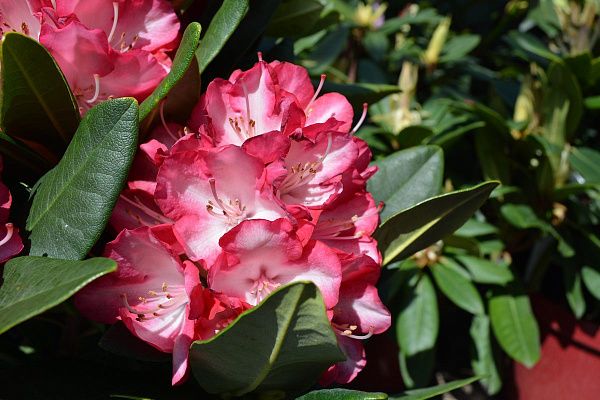 Рододендрон гибридный Ann Lindsay (7)