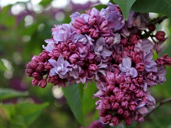 Сирень обыкновенная "П.П. Кончаловский" (голубовато-лиловая)