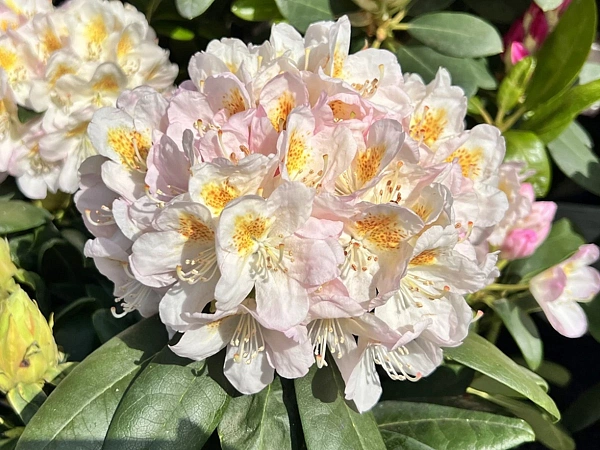Рододендрон гибридный Pernilla (Пернилла) цветки