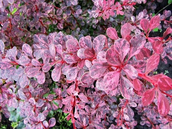 Барбарис тунберга "Pink Quууn" (Пинк Куин)