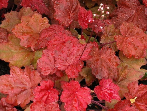Гейхера гибридная "Autumn leaves" (Отэм Ливс)