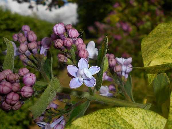 Сирень обыкновенная Aucubaefolia (Аукубафолия) цветок