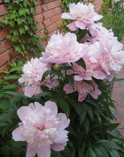 ПИОН МОЛОЧНОЦВЕТКОВЫЙ PINK PEARL (ПИНК ПЕРЛ) цветы