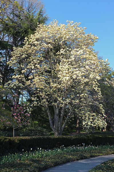 magnolia-elizabeth1