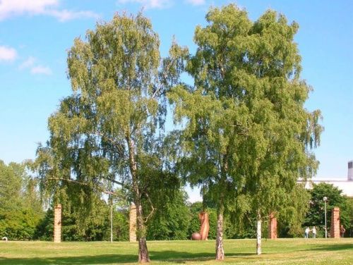 Береза повислая / Betula pendula