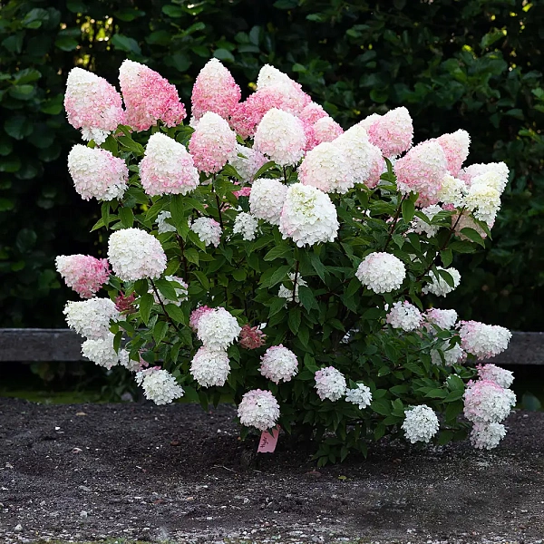 Гортензия метельчатая "Pink and Rose" (Пинк энд Роуз): купить саженцы в ...