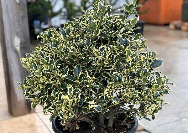 Падуб остролистный Argentea Marginata (Аргентеа Маргината) купить