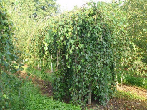 Береза Гималайская "Long Trunk" (Лонг Транк)