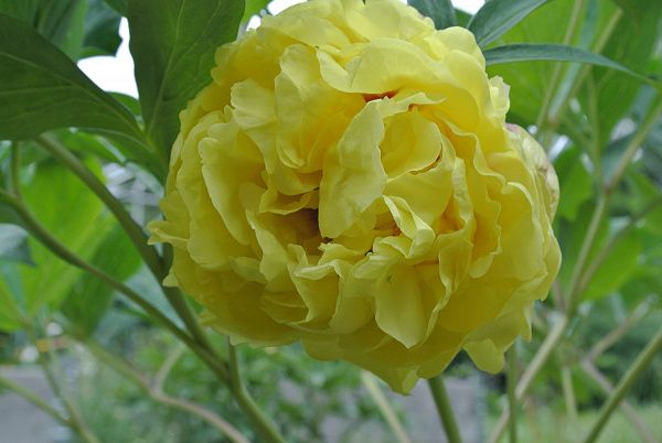 Пион гибридный Yellow Crown (Еллоу Краун) цветет