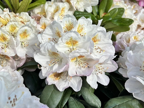 Рододендрон гибридный Pernilla (Пернилла) цветение