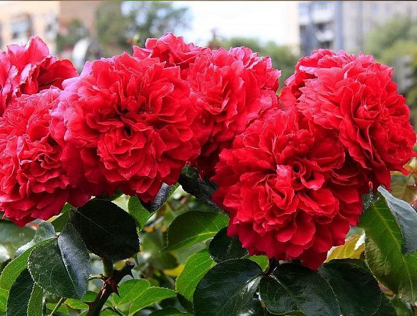 Роза Флорибунда "Red Leonardo da Vinci" (Ред Леонардо да Винчи)