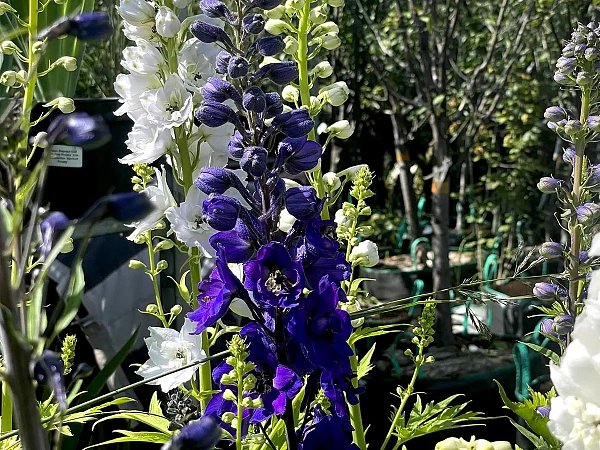 Дельфиниум высокий Excalibur Dark Blue Black Bee (Экскалибур Дарк Блю Блэк Би)
