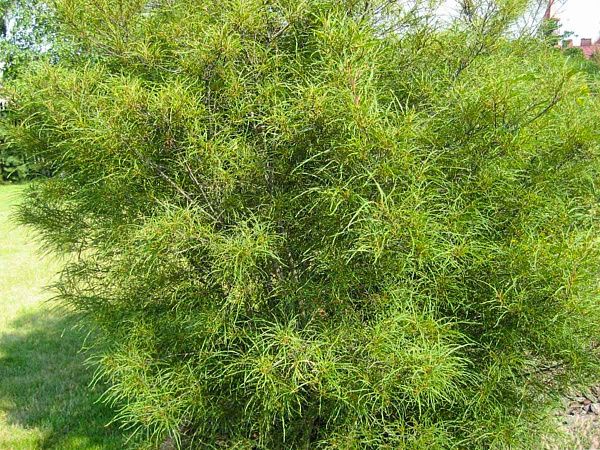 Крушина ломкая "Aspleniifolia" (Аспленифолия)
