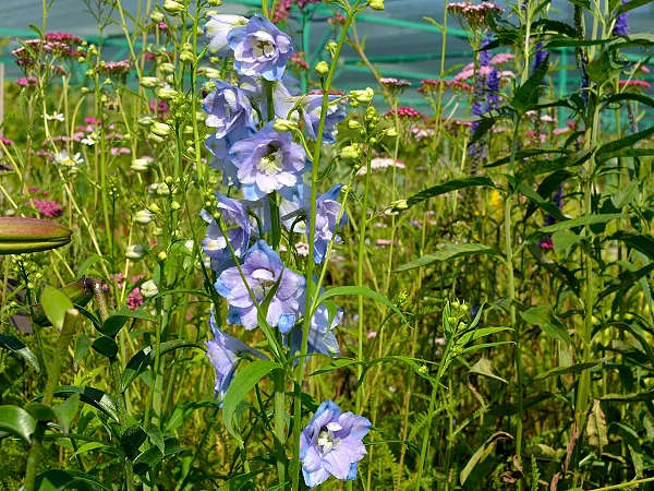 Дельфиниум высокий Guardian Lavender (Гардиан Лавендер)