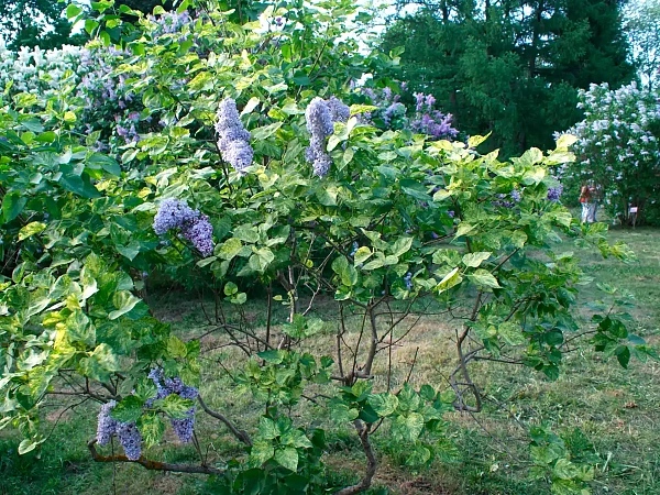 Сирень обыкновенная Aucubaefolia (Аукубафолия) кустарник