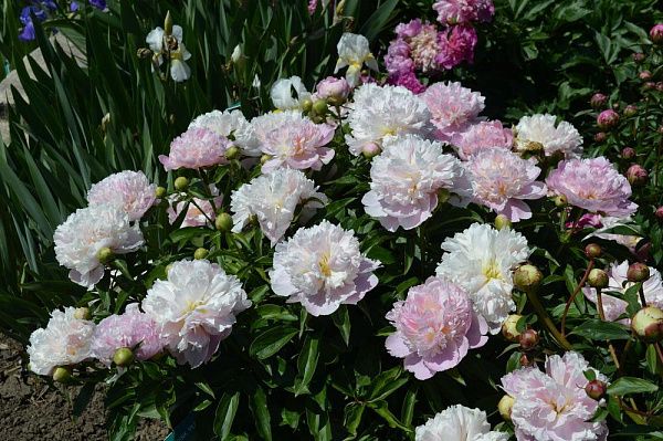 ПИОН МОЛОЧНОЦВЕТКОВЫЙ PINK PEARL (ПИНК ПЕРЛ)