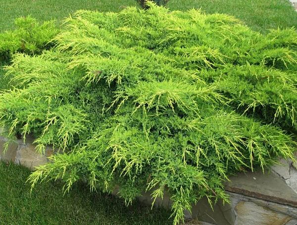 Можжевельник средний Pfitzeriana Aurea (Пфицериана Аурея) фото