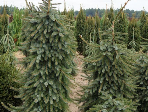 Ель сербская "Bruns" (Брунс)