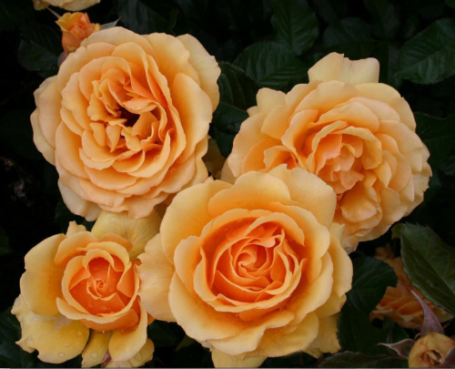 Роза полиантовая "Amber Queen" (Амбер Куин)