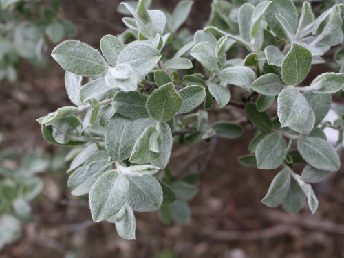 Ива Глаука "Callicarpaea Haltia" (Каликарпа Хальт)