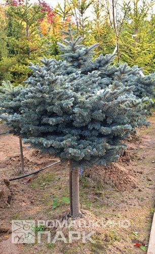 Ель колючая "Glauca Globosa" (Глаука Глобоза)
