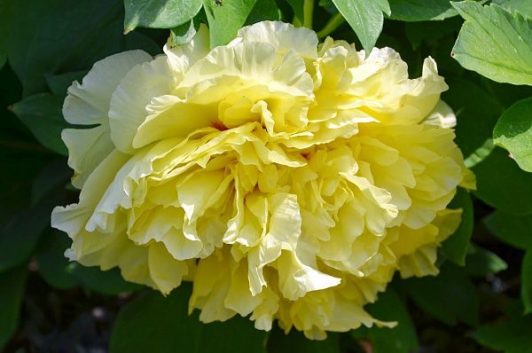 Пион гибридный Yellow Crown (Еллоу Краун) куст