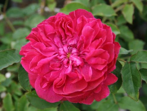 Роза парковая "Darcey Bussell" (Дарси Басселл)