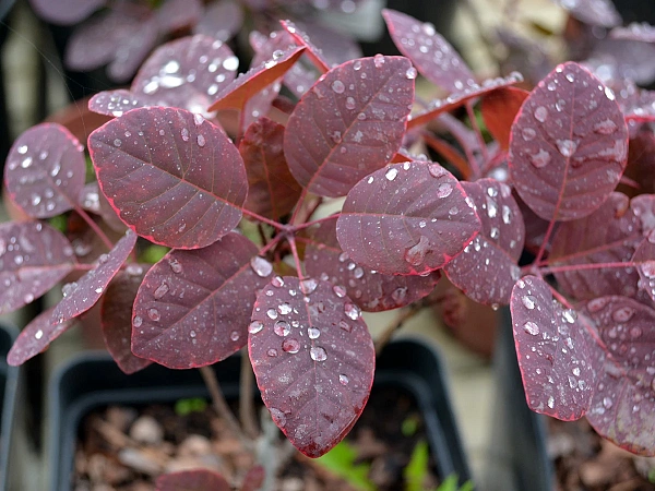 Скумпия кожевенная Royal Purple (Роял Пурпл)