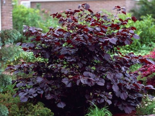 Лещина крупная "Purpurea" (Пурпурея)