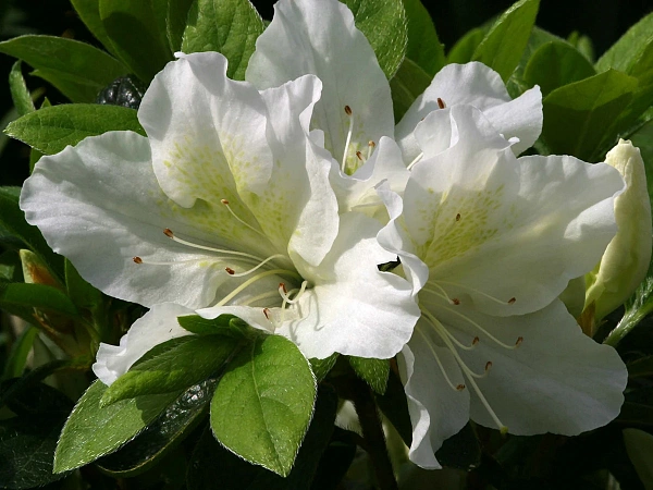 Рододендрон тупой "Mary Helen" (Мэри Хелен)