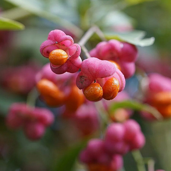 euonymus-alatus-blade-runner