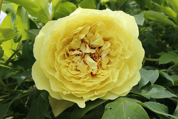 Пион гибридный "Yellow Crown" (Еллоу Краун)