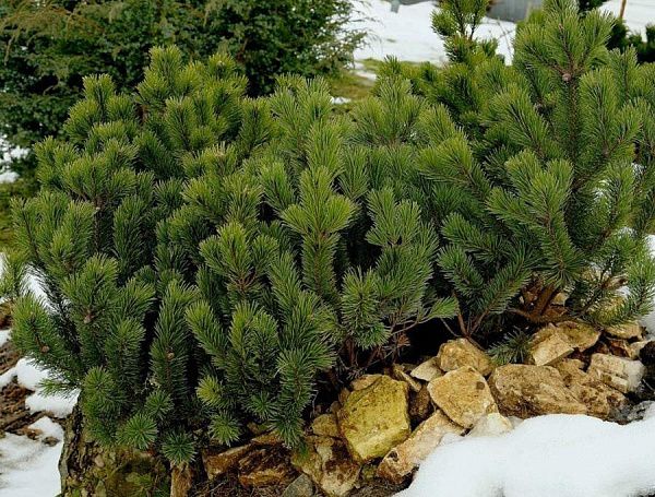 Сосна горная / Pinus mugo
