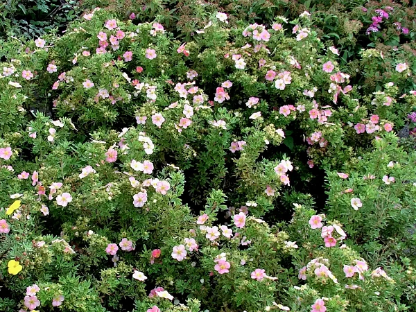 Лапчатка кустарниковая Pink Whisper (Пинк Виспер) кустарник
