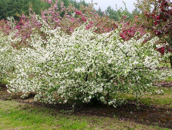 Яблоня Саржента (Malus sargentii)